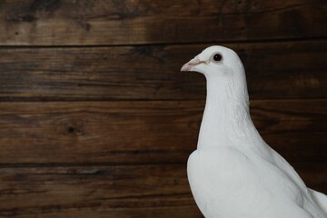 One beautiful white dove on wooden background, space for text