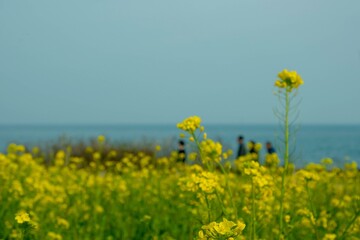 유채꽃과 바다