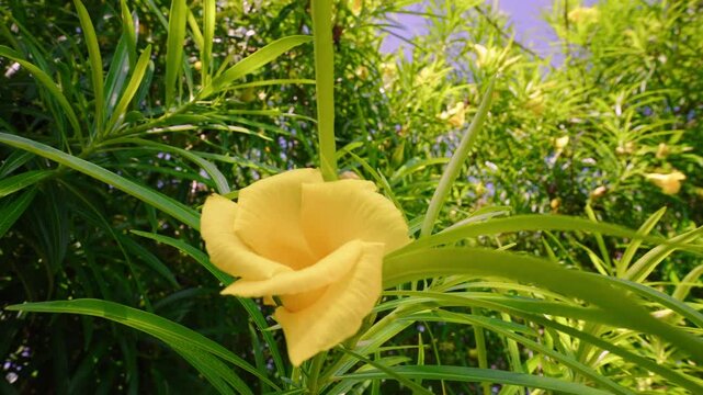 Vibrant yellow oleander blossom swaying gently among lush green foliage, revealing delicate petals and natural movement against softly blurred background in bright tropical setting