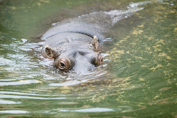 Hippo Swimming in Tranquil Water 