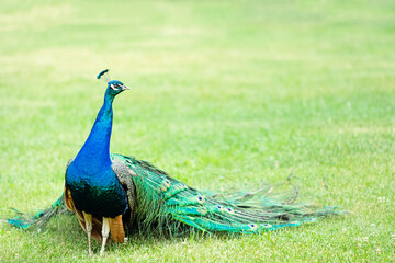 Fototapeta premium Elegant Peacock in Serene Green Landscape 