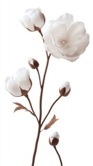 Delicate White Flowers with Brown Stems and Leaves