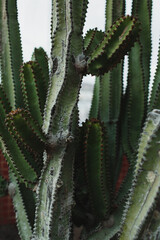 Euphorbia Cactus Silhouette Captured Against Overcast Sky with Organic Shapes
