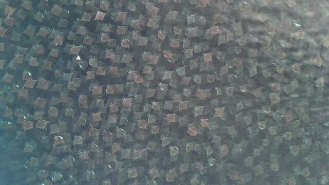 Huge school of mobulas mobula munkiana in cortez sea ensenada de los muertos baja california sur Mexico, drone footage while leaping and dancing
