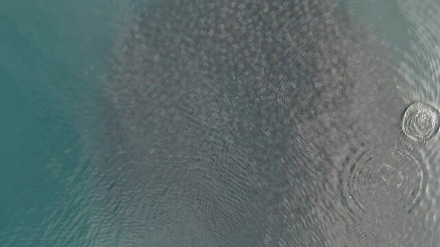 Huge school of mobulas mobula munkiana in cortez sea ensenada de los muertos baja california sur Mexico, drone footage while leaping and dancing