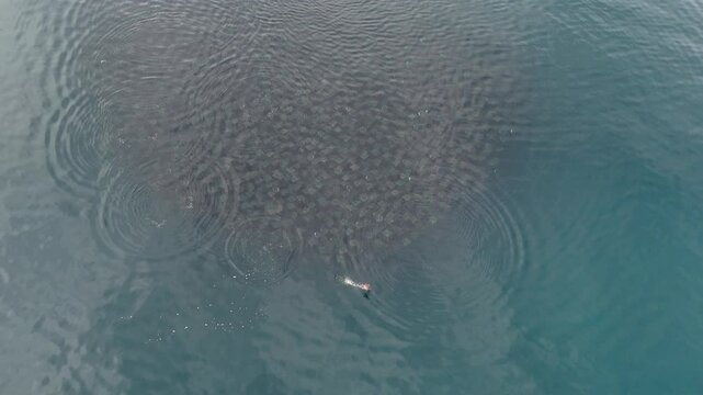 Huge school of mobulas mobula munkiana in cortez sea ensenada de los muertos baja california sur Mexico, drone footage while leaping and dancing