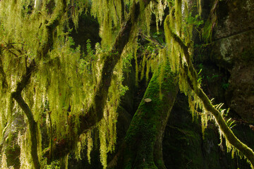 Moss growing on branches