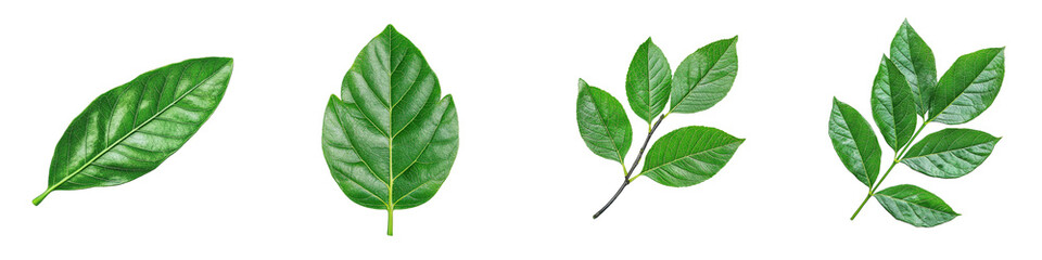 Obraz premium A collection of various green leaves showcasing different shapes and sizes.