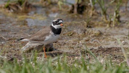 Obraz premium Common Ringed Plover near the lake