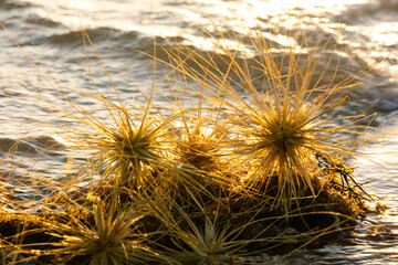 Beach spinifex seeds gathered along the surf edge