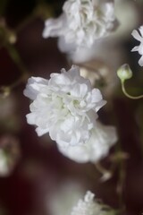 Close-up view of pink and white baby's breath flowers. Delicate flowers blooming in the soft light