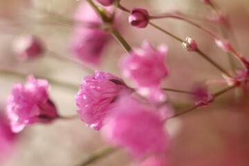 Close-up view of pink and white baby's breath flowers. Delicate flowers blooming in the soft light