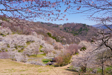 日本の田園風景を彩る陸郷夢の郷の桜と青空のコントラスト