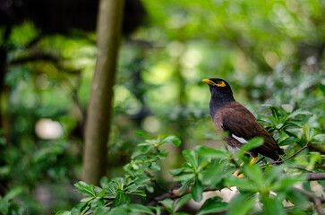 black starling perched among the leaves on a tree branch