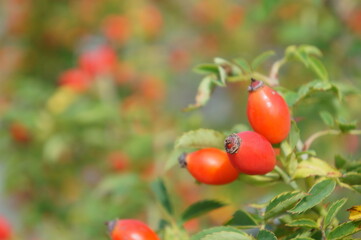 Close up of red rosehips with defocused natural background