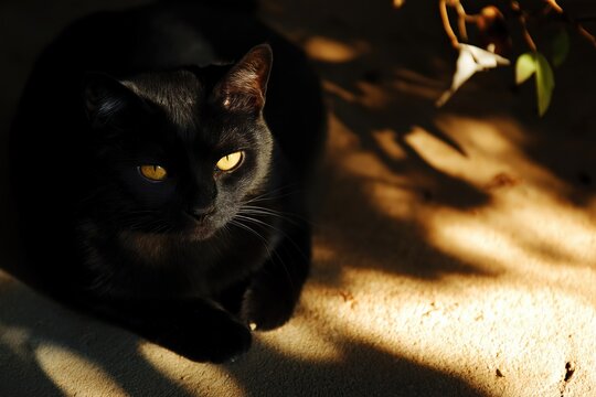 Black cat resting in the sunlight with piercing yellow eyes - Powered by Adobe