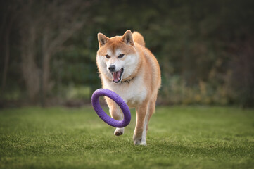 Shiba inu dog is catching puller toy