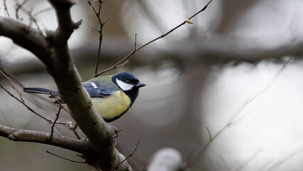 A great tit is perched on a branch in a tree, close up