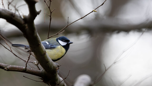 A great tit is perched on a branch in a tree, close up