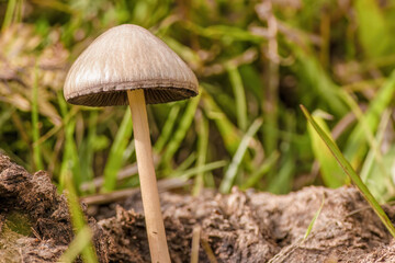 Macro photography of petticoat mottlegill mushrooms, growing on manure, captured in a field near the colonial town of Villa de Leyva, Colombia.