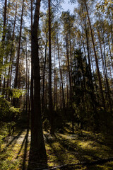 large old pines and young deciduous trees in the sunlight in autumn