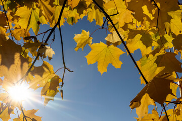 orange maples during leaf fall in the park