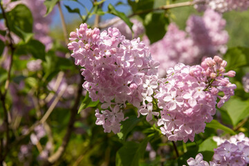 Obraz premium beautiful pink lilac bushes in bloom