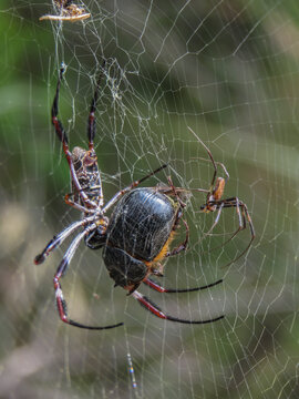 Golden orb weaving spider with prey