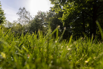beautiful fresh grass in bright sunlight
