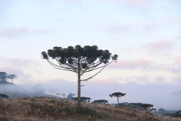 silhueta de pinheiros no nascer do sol em bom jardim da serra, santa catarina