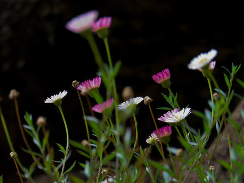 Wild daisies in the sun against a black background