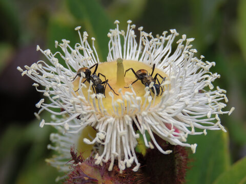 Ants feeding in Angophora hispida flowers