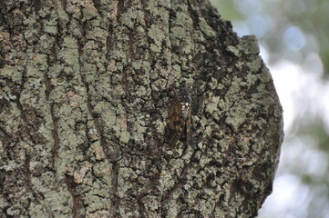 Cicada