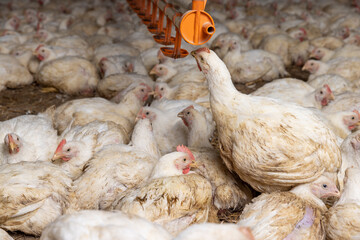 fat meat chickens in a cage free workshop at a poultry farm in a rural area