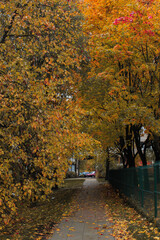Naklejka premium autumn in the city