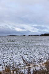 an agricultural field in winter