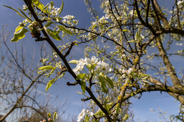 a pear blooming in May against a blue sky