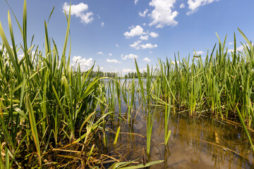 Fototapeta premium lake in summer in cloudy weather