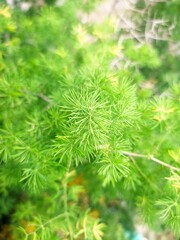 green grass background 