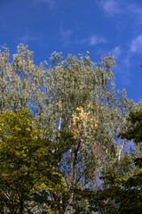 deciduous birch trees in the park at the end of summer