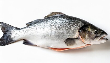 Obraz premium Fresh Gray Atlantic Salmon Fish Isolated on White Background