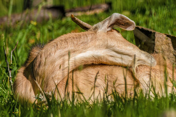 A light brown goat stretching lying in the grass, in a farm near the town of Arcabuco, in the central Andean mountains of Colombia.