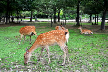 Deers at Todai-ji Temple Daibutsuden Hall in Nara Japan