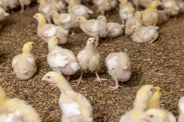 small chickens in down and feathers during cultivation at a poultry farm
