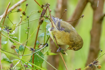 Close-up photography of an exotic female of  lesser goldfinch feeding on spiny sowthistle seeds, in...