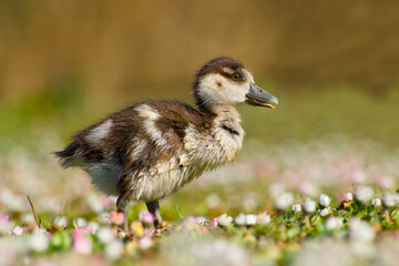 Egyptian goose gosling is standing on the flowery meadow close-up