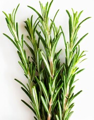 Obraz premium Fresh Green Rosemary Sprigs Isolated on a White Background