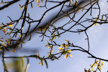 sunny weather in an orchard with walnuts