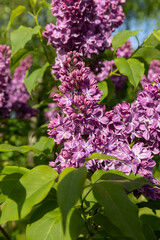 beautiful blooming red lilac bushes