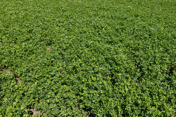 green vegetation in the field for feeding cows and farm animals